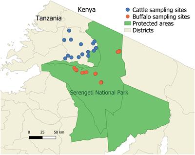 Antigenic Diversity in Theileria parva Populations From Sympatric Cattle and African Buffalo Analyzed Using Long Read Sequencing